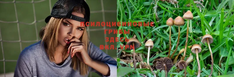 Галлюциногенные грибы Magic Shrooms  MEGA ONION  Краснокаменск 